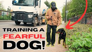 Learn How To Train Your Fearful Dog!