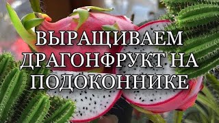 КАК ВЫРАСТИТЬ ФРУКТ ДРАКОНА. ДРАГОНФРУКТ НА ПОДОННИКЕ. КАКТУС ИЗ ЭКЗОТИЧЕСКОГО ФРУКТА ПИТАХАЙЯ