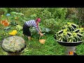 Harvesting Zucchini - Unusual Zucchini Jam Recipe From Azerbaijani Cooking Lady
