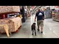1 Year Old Labrador retriever 1 Year Old Labrador retriever