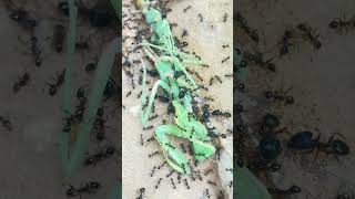 Monster: Ants Take Down a Huge Mantis!#Ants #PrayingMantis #NatureIsCruel #InsectWorld #Wildlife