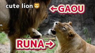 【friendly lion couple】loving coupleラブラブなカップルライオン！Gaou♂&Runa♀,Monaca♀　#zoo #猛獣 #lion