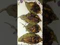 tasty stuffed karela#youtubeshorts #explore with Tripathy's