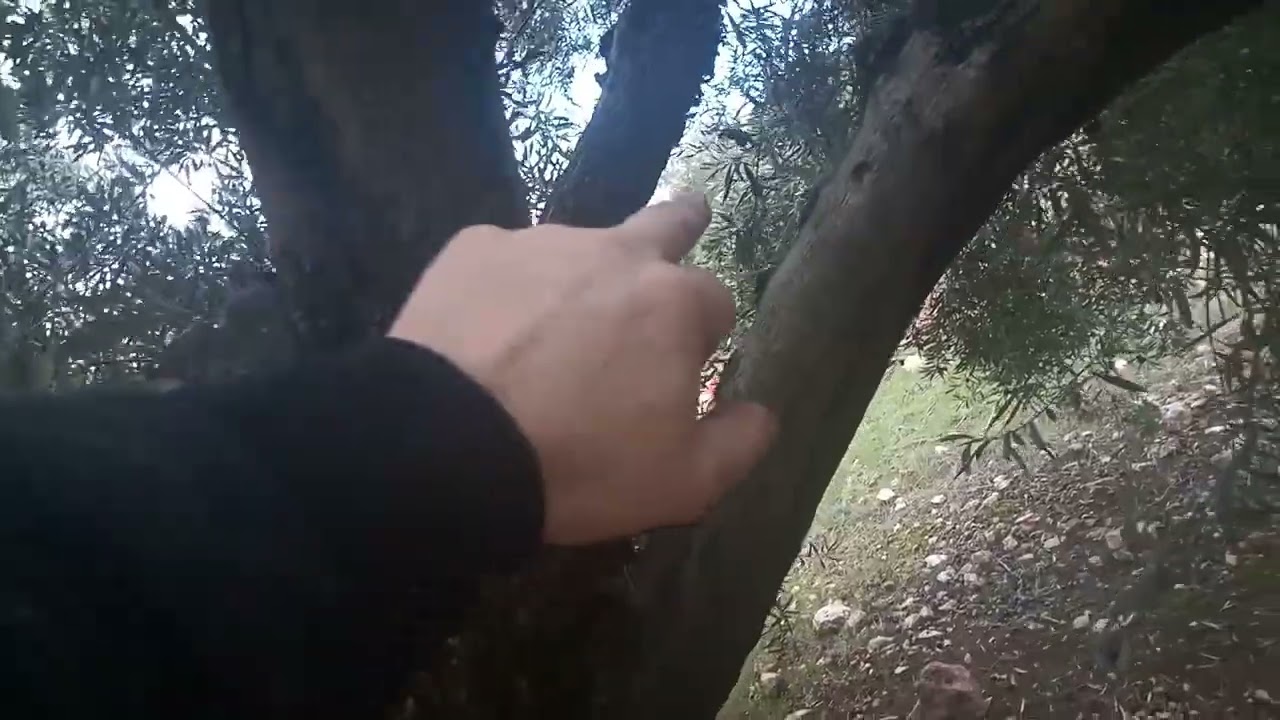 Diario olivar día 30 . Agilización.