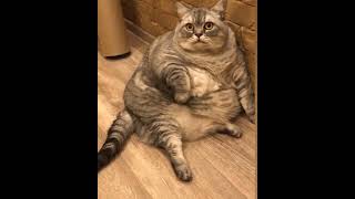 Fat cats are so lovely by Sweet world🐾 4,891 views 1 year ago 1 minute, 40 seconds