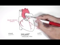 Cardiology Coronary Blood Supply 
