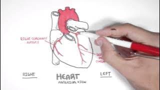 Cardiology - Coronary Blood Supply