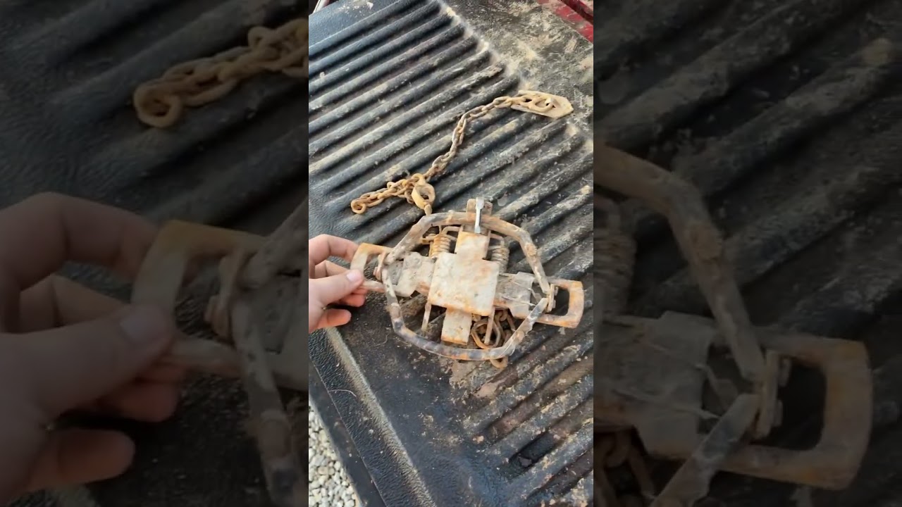 Duke 550. For the anti trappers saying these traps are hurting animals 