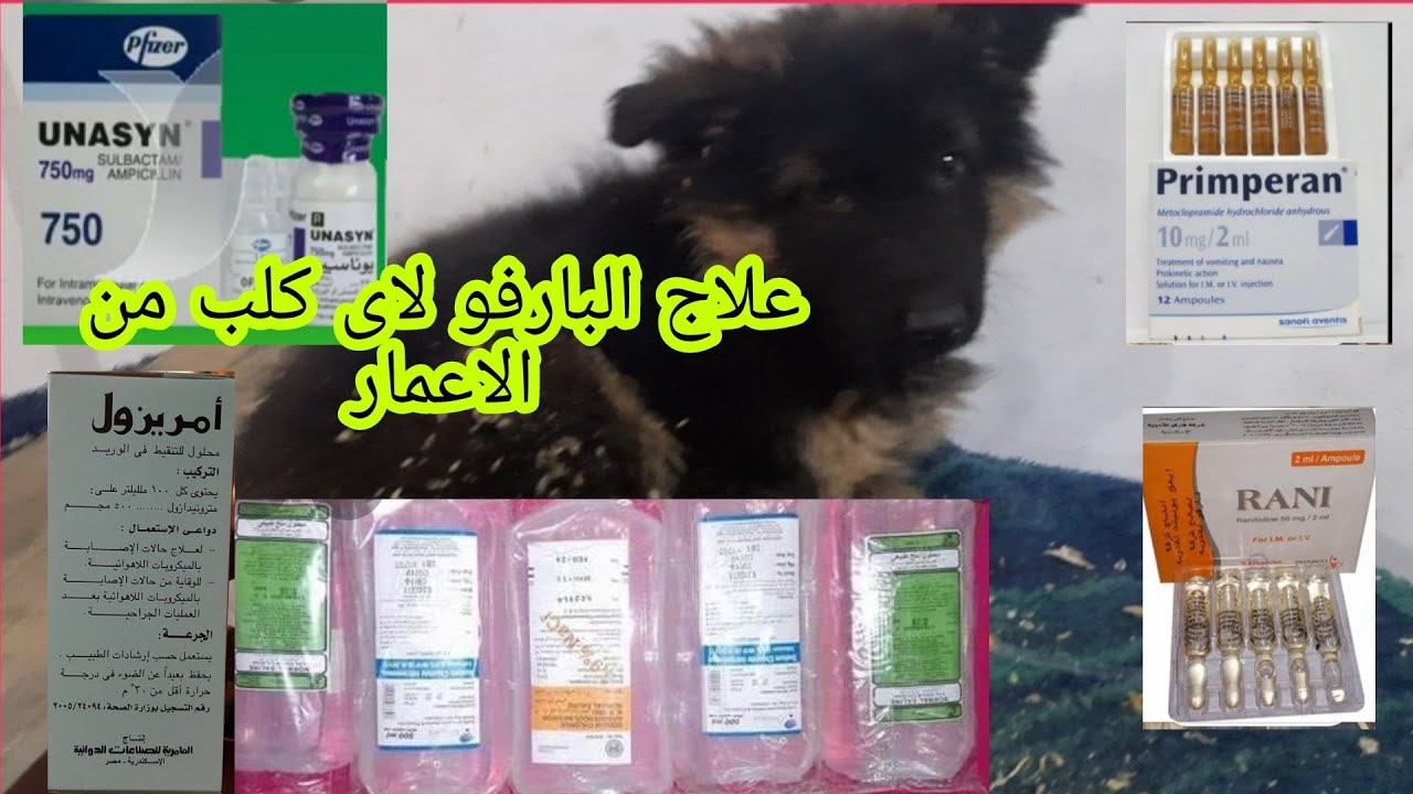 الكلب كان حيموت من البارفو# لحقناه بسرعه# اهتم بالعلاج كويس عشان مايروحش منك/شوف عملنا معاه ايه