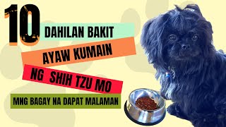 Bakit Ayaw Kumain Ng Shih Tzu