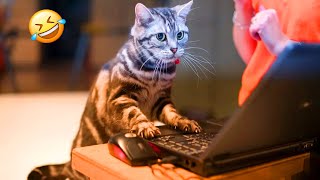 Cats Being JERKS! Savage Cats Attacking People Compilation | Funny Cat Videos