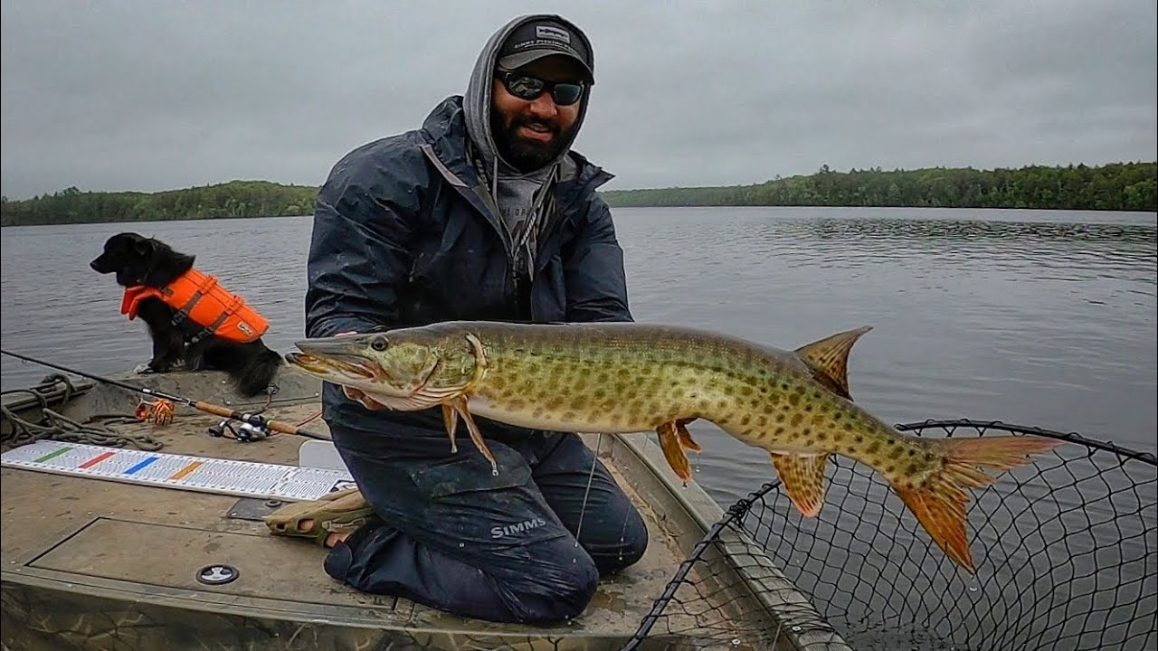 Awful Net Job On A Northwoods Musky 😳 YouTube