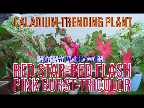 KELADI HIAS, CALADIUM RED STAR, RED FLASH, PINK BURST, TRICOLOR | TRENDING PLANT