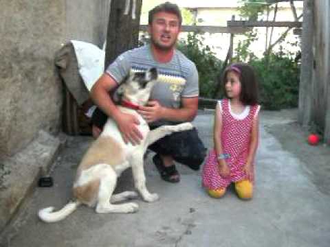 Ala Coban Kopegi 2 Kangal Samsun Youtube