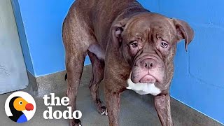 Watch This Sad-Faced Shelter Dog Start Smiling Nonstop | The Dodo Pittie Nation