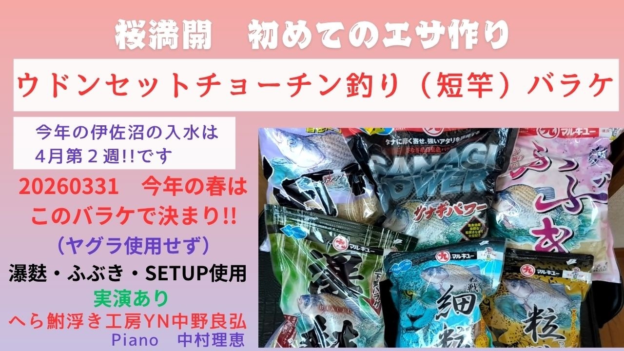 ヘラブナ釣り】桜満開 初めてのエサ作り ウドンセットチョーチン釣り