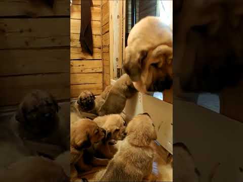 Video: 17 adorable šunų tėveliai, kurie beprotiškai mėgsta savo jauniklius