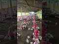 #catHow to Broiler Chicks (13) Day #shorts  #shortsfeed