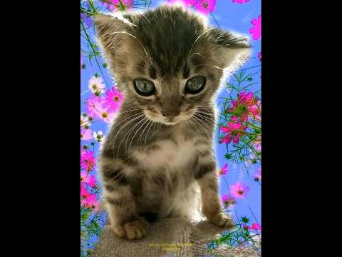 Всемирный день кошек #cat #cute #коты #милота