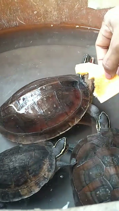 Malayan Box turtle