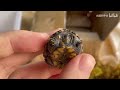 【开箱系列】果核泥龟，趁着世界杯多买点龟友的！！