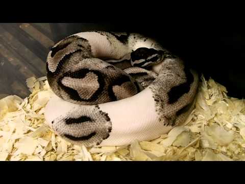 Axanthic Pied Ball Python