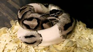 Axanthic Pied Ball Python
