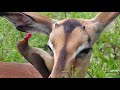 Djuma: Oxpecker working hard on young Impala's ear - 08:40 - 01/23/2020