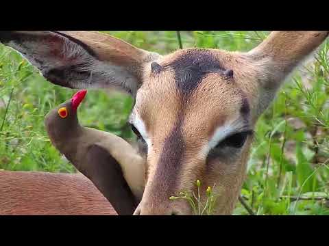 インパラに絡むウシツツキ  