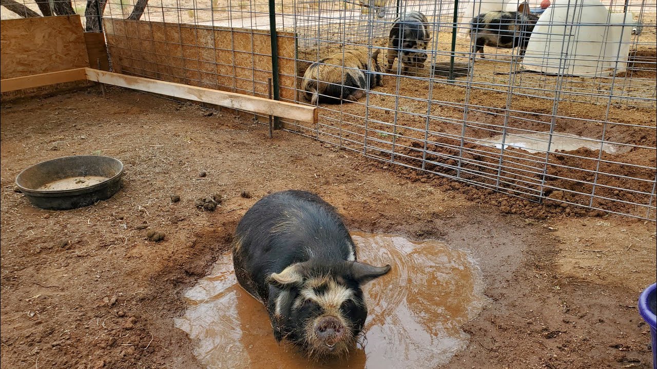 Moving Our Kunekune Pigs