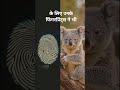 The Koala Fingerprint Mystery!