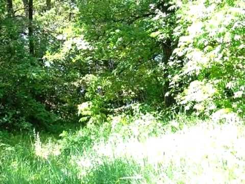 15825 Barley Road, Royalton, MN home video tour
