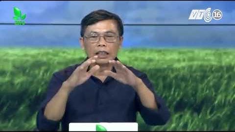 Biện pháp diệt trừ ốc bươu vàng trên lúa