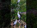 Birdphotography and Nature #birds #nature #wildlife #birdwatch #shortvideo