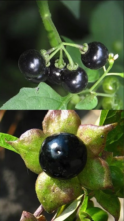 Edible berry vs lethal berry