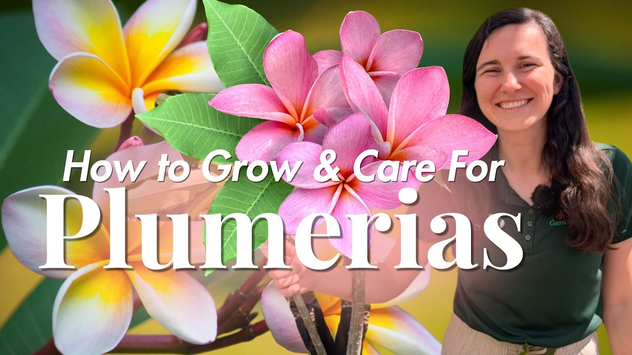 Plumeria 101: How to Grow & Care For in Southern California - YouTube