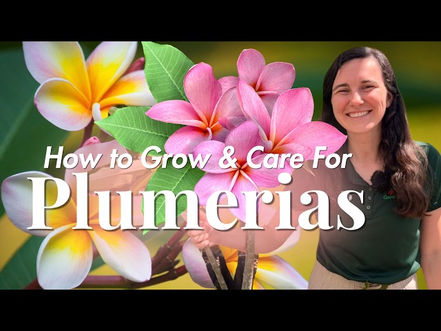 Plumeria 101: How to Grow & Care For in Southern California - YouTube