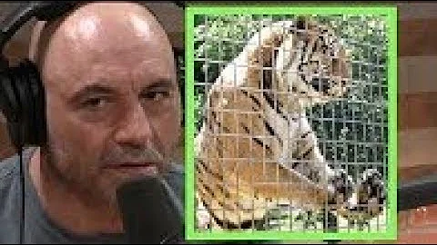 Joe Rogan Zoo's have way less pros than cons almost like a prison for animals with Phil Demers