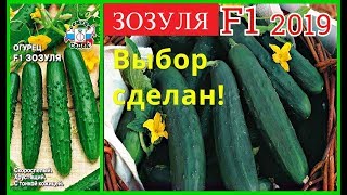 ОГУРЕЦ ЗОЗУЛЯ F1-ВЫБОР СДЕЛАН САМЫЙ УРОЖАЙНЫЙ СОРТ