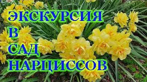 Нарциссы:махровые,трубчатые,крупно-,мелко-и разрезнокорончатые,поэтические.Описание любимых сортов.