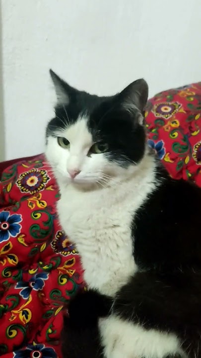 Зефирка😺🥰💖 - YouTube