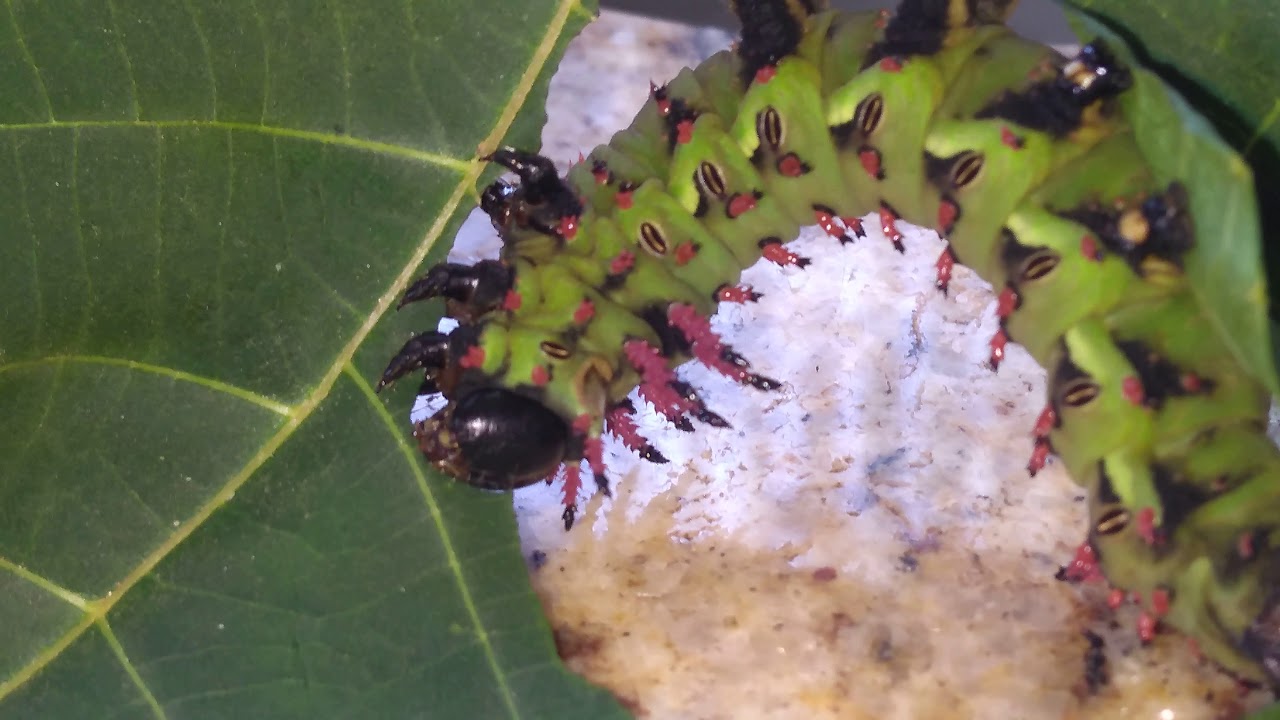 Citheronia laocoon caterpillars