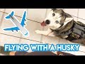 Complete Guide to Flying With a Service Dog w/ FOOTAGE