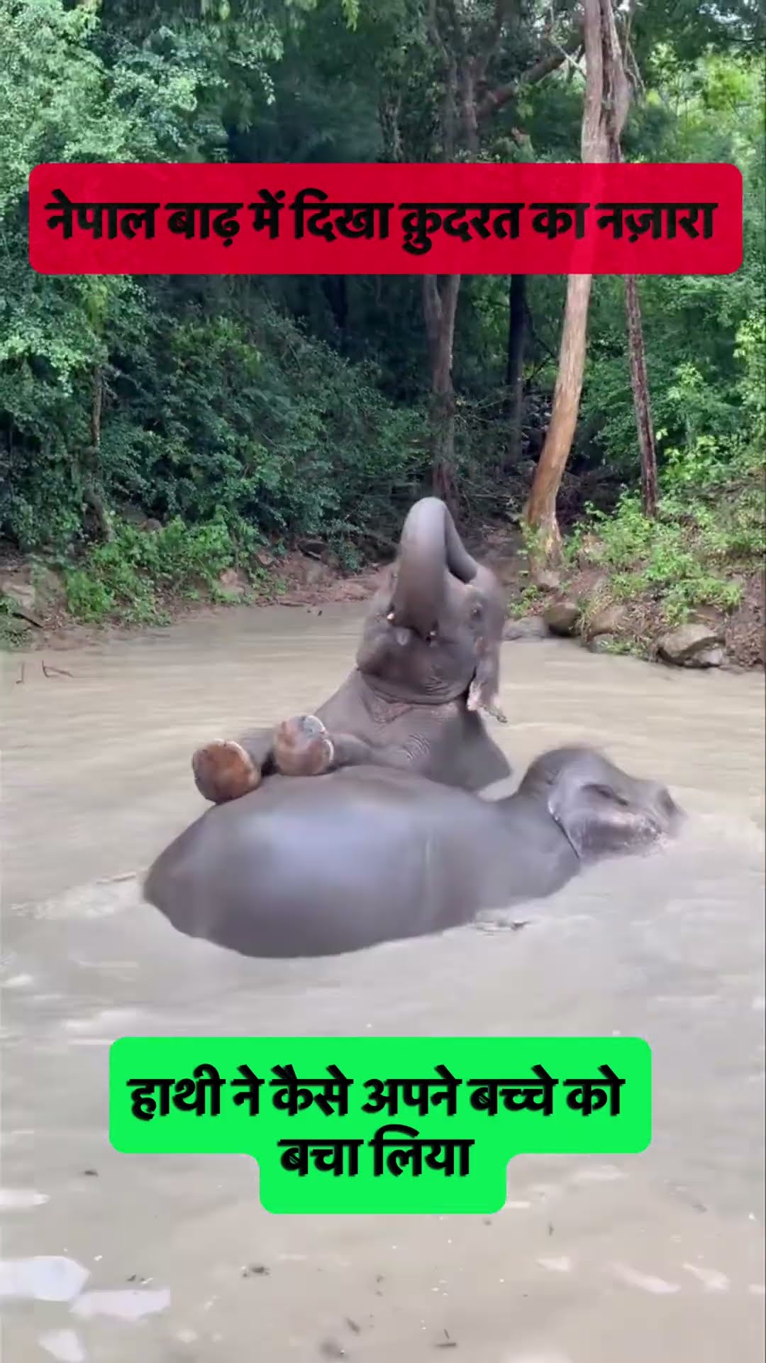 Look Where This Baby Elephant Is Sitting 🥺🐘 A Mother in the Floodwater #shorts #trending