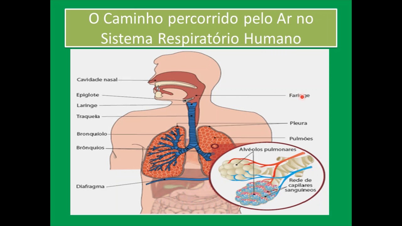 Como O Sistema Respiratório Está Ligado Ao Sistema Digestório