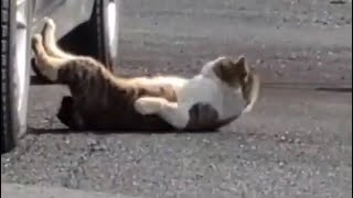 猫動画 腹筋する猫 Youtube 猫動画 腹筋する猫 Youtube