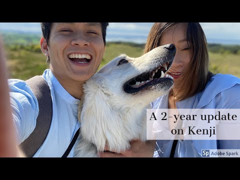 2-year update on Kenji! White Swiss Shepherd