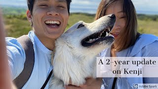 2-year update on Kenji! White Swiss Shepherd by Kenji The Shepherd 46,626 views 3 years ago 9 minutes, 5 seconds