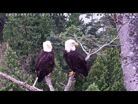 bald eagles in wisconsin Live Bald Eagle Nest Stream - White Rock North Hancock Wildlife Foundation