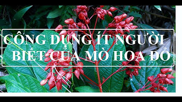 MÒ HOA ĐỎ - NHỮNG CÔNG DỤNG KHÔNG PHẢI AI CŨNG BIẾT